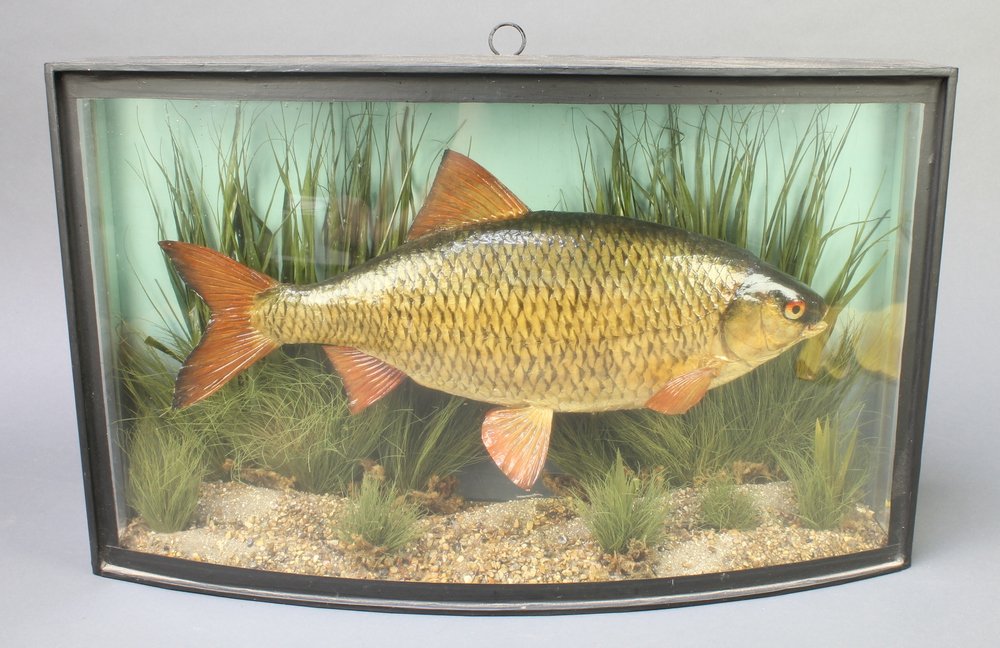 John Cooper Fish On Twitter Casedfish Cooper Fish For Sale Next