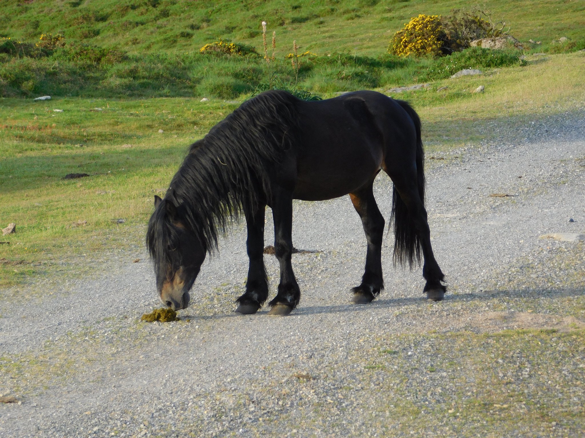 aesop's_anthro on Twitter "horse social boundary work through