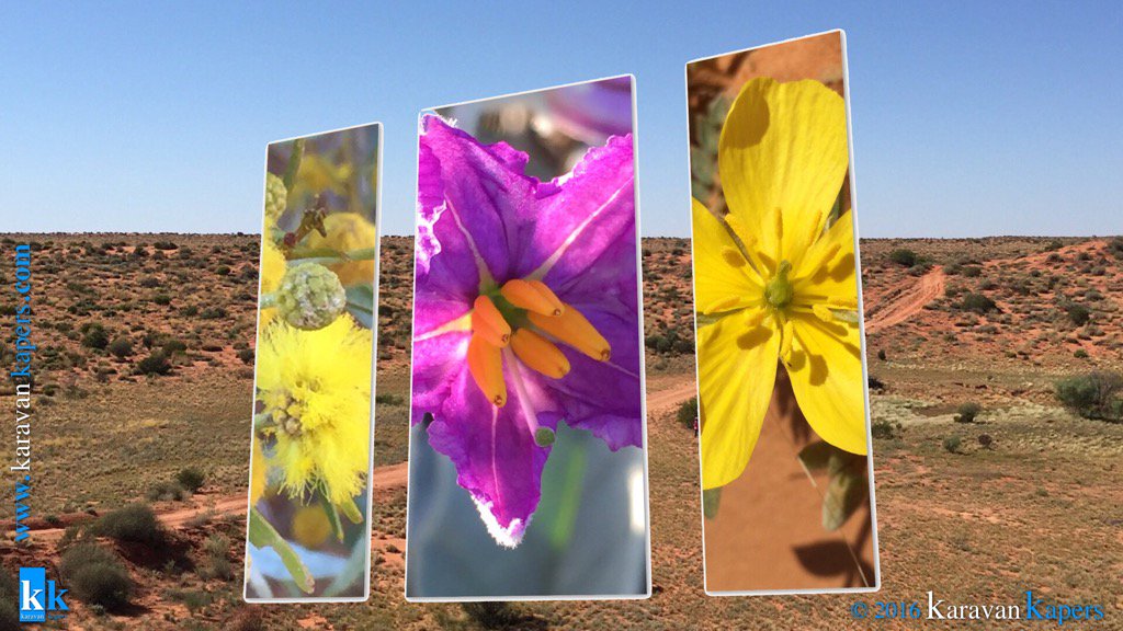 #SimpsonDesertFlowers Does anyone know what type of #flowers they are? #4WDAdventures #4wd #SimpsonDesert