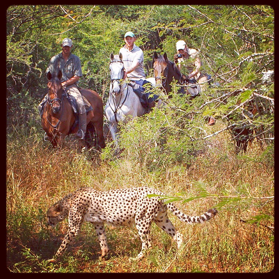 FarAndRide's tweet photo. Viewing a #cheetah from horseback with Wait A Little in #SouthAfrica. #safari #equestrianhour #bigcat https://t.co/3eRgjlrGeX