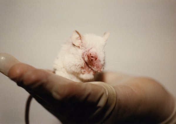 PETAUK's tweet photo. 4.14 million experiments on animals were carried out in Britain last year. https://t.co/0RlCLZOSdW https://t.co/NL81R1ikHa