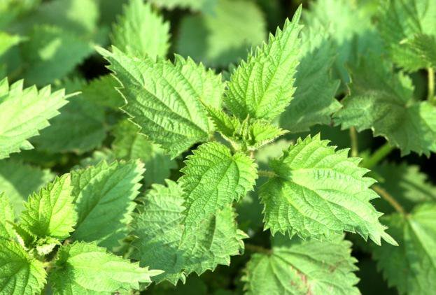 Ouch - nettle sting. Let’s look for a dock leaf. But will it actually work? ow.ly/Nws2302rNuD <a href="/WildlifeMag/">BBC Wildlife</a>
