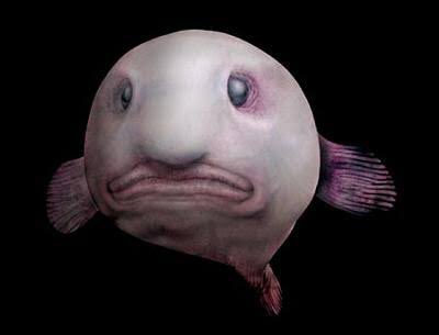 マドジャスブサイク 深海魚さん マドジャスブサイク 深海魚さん