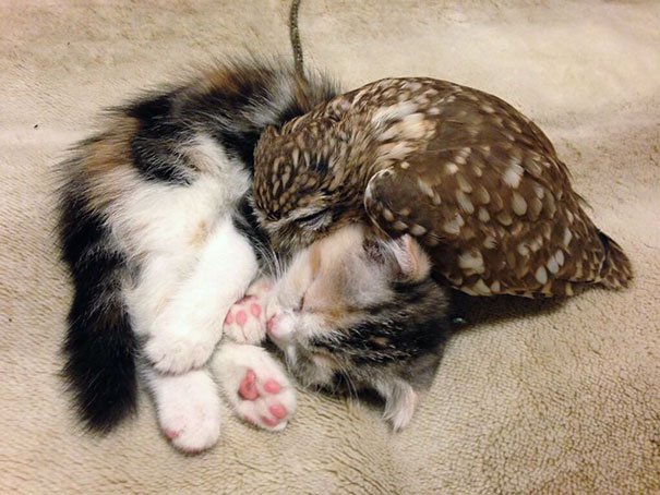 Mundo_Gatos's tweet photo. Gato y búho se hacen amigos inseparables - https://t.co/JTbljFKznX https://t.co/9kJd4t31T2