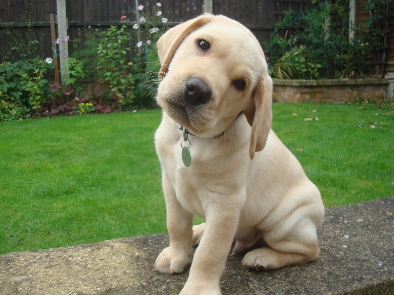 HearingDogs's tweet image. Ringo is going to make a fantastic hearing dog one day - just look how well he listens! :)