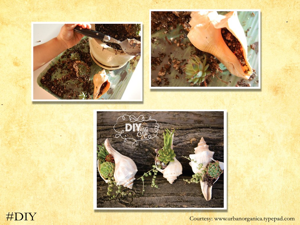 gini_and_jony's tweet photo. Don’t forget to collect the shells, when you visit a beach, for this #AmazingDIY #SeaShellGarden! https://t.co/t9tae6j4m5