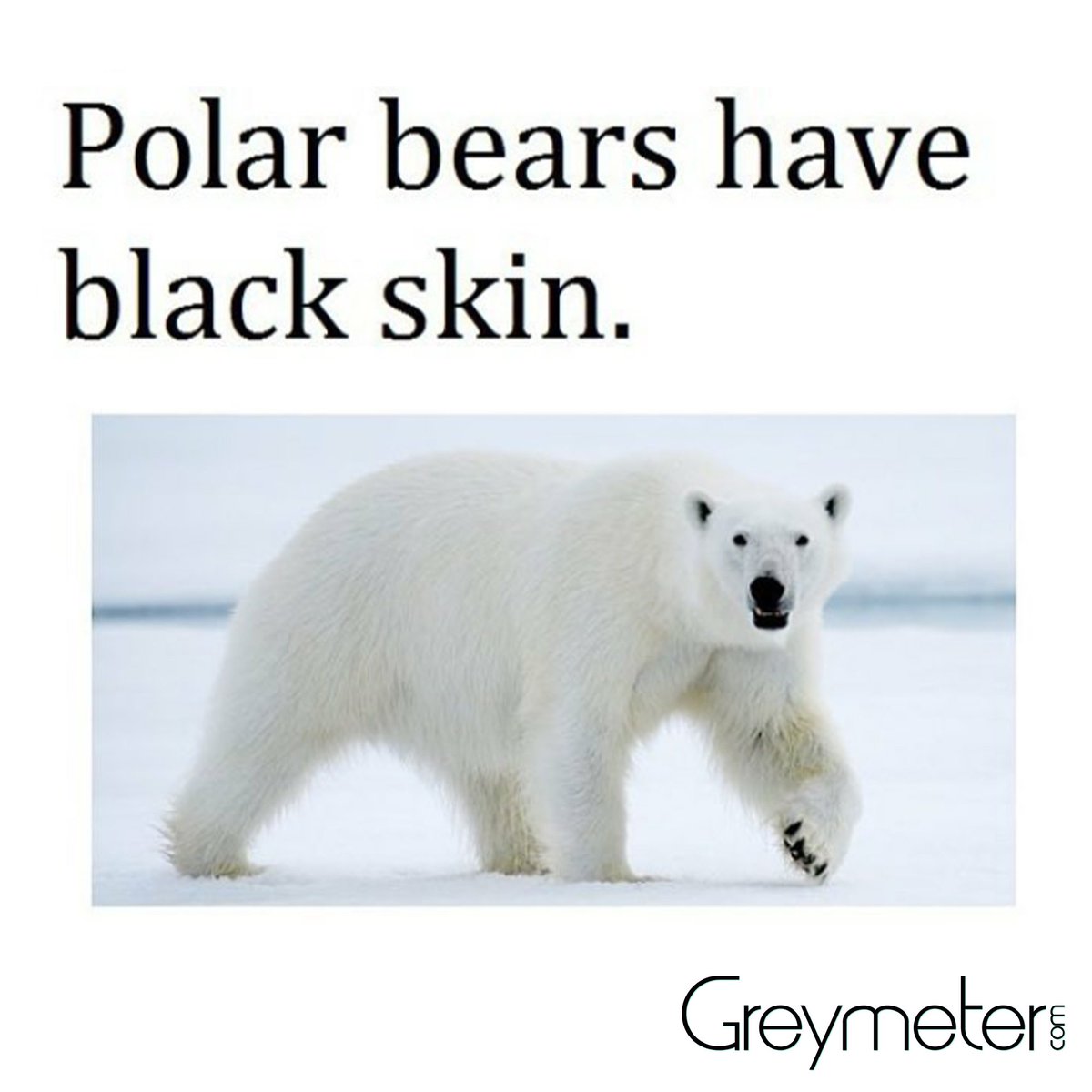 GreymeterGlobal's tweet image. #polarbear #didyouknow #greymeter