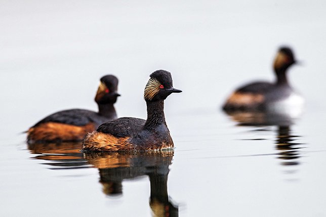 #GününMagması

Karaboyunlu batağanlar, altın sarısı kulak tüyleriyle oldukça gösterişli.

Fotoğraf:  Ahmet Karataş