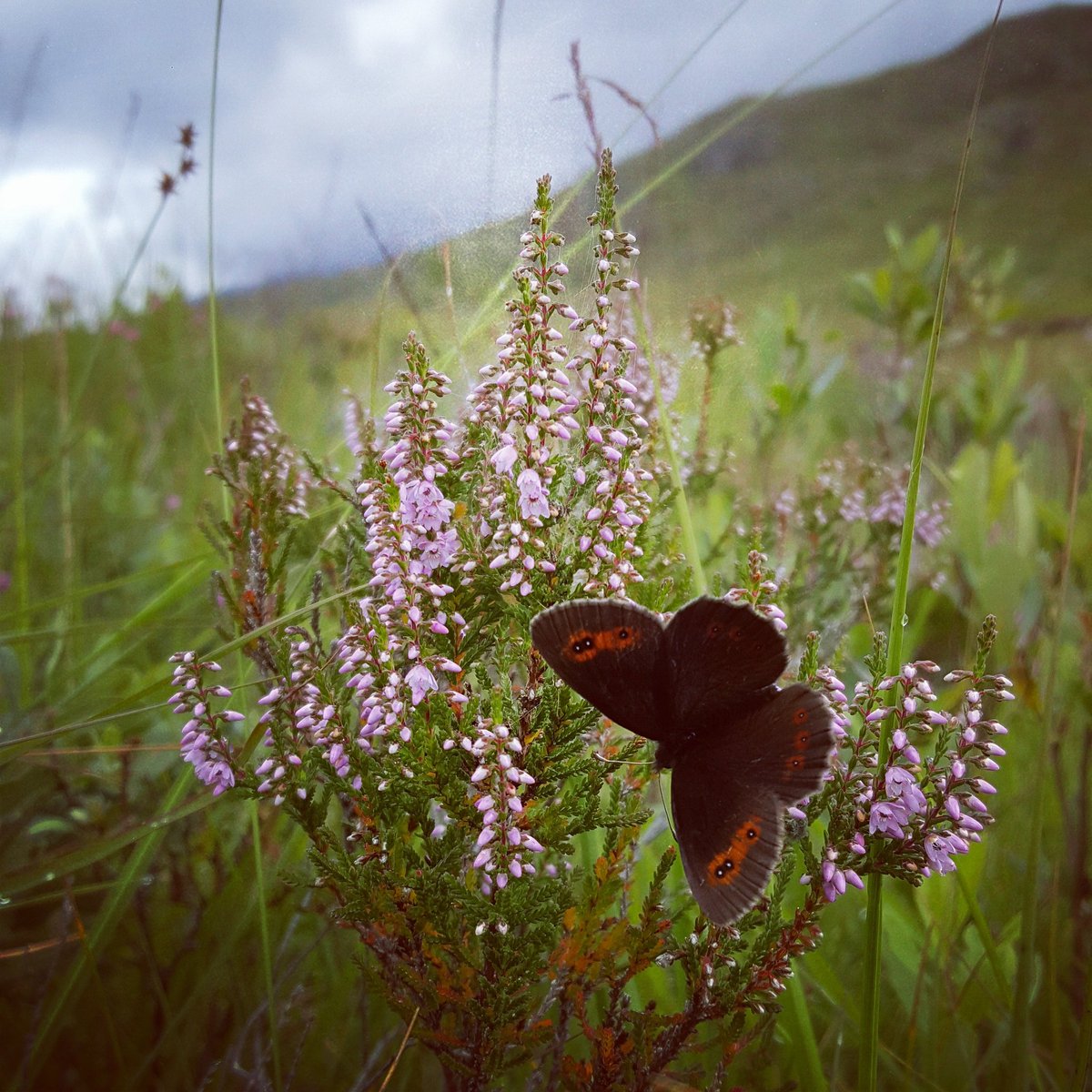 Roaming in the gloaming with the hound @ Coulags #scottishsummer #strathcarron #scottishgarden #butterfly #dealandè