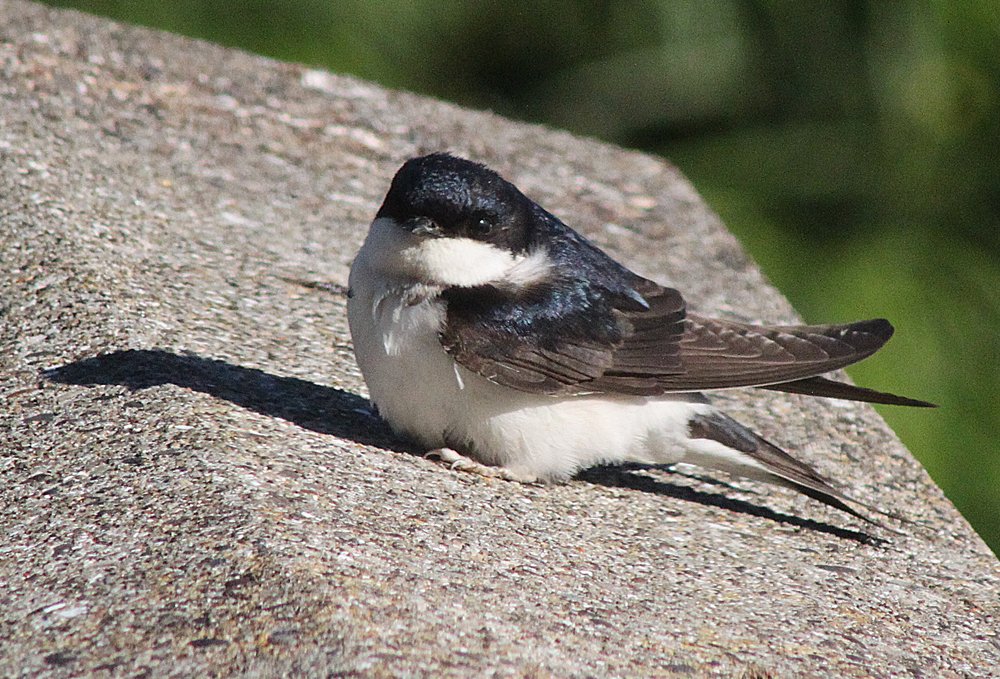 pcwanderings's tweet photo. Young House Martin decided flying was a bit too much like hard work this morning https://t.co/i0369PMIAi