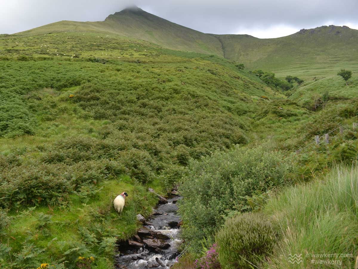 WAWKerry's tweet photo. A long way up from the SW base of #Caherconree #dinglepeninsula @chrissmart821 @IrelandWalking @walkhikeireland https://t.co/tyyxciyL1L