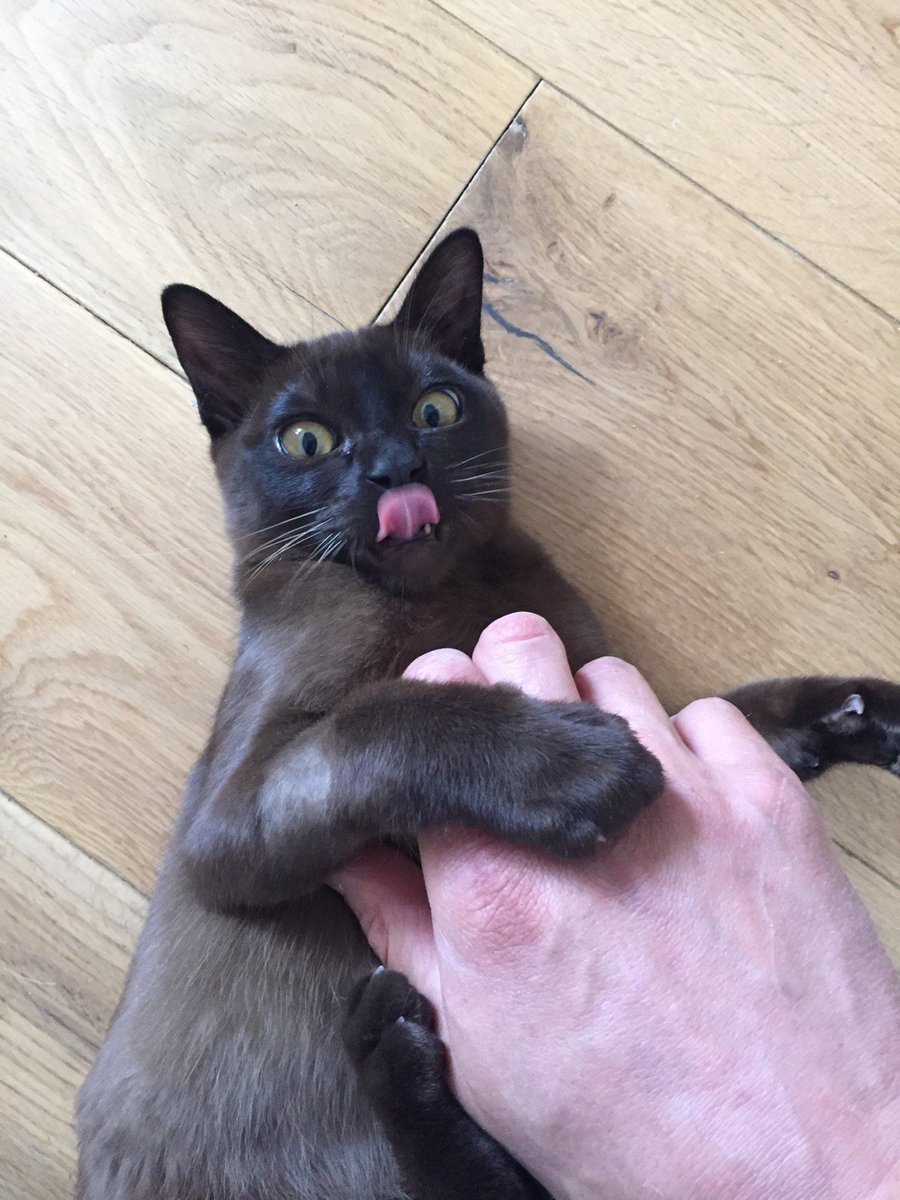 We're going to Edinburgh for a month. Any tips for how often kittens need to shit on trains? #edinburgh #catshit