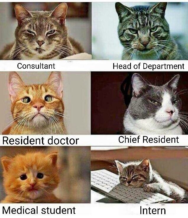 LifeofMedstudnt's tweet photo. The stages of academic medicine.. #LifeofaMedStudent https://t.co/2H8leye06D