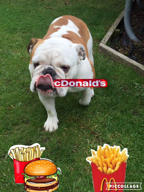 Control_Men's tweet image. Not even remotely menswear related , but I couldn&apos;t help finding my dogs marketing suggestion very funny , if only 😂