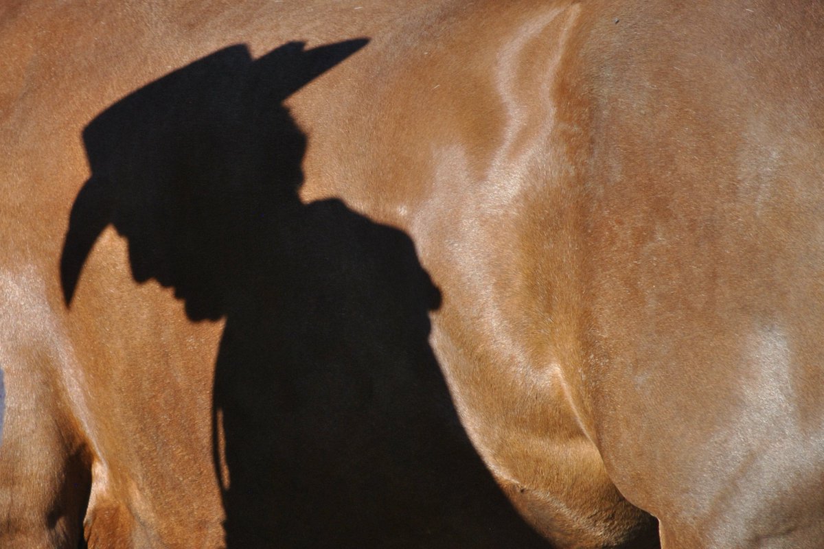 CrystalRMeats's tweet photo. #cowboy https://t.co/n2oZarkx7v