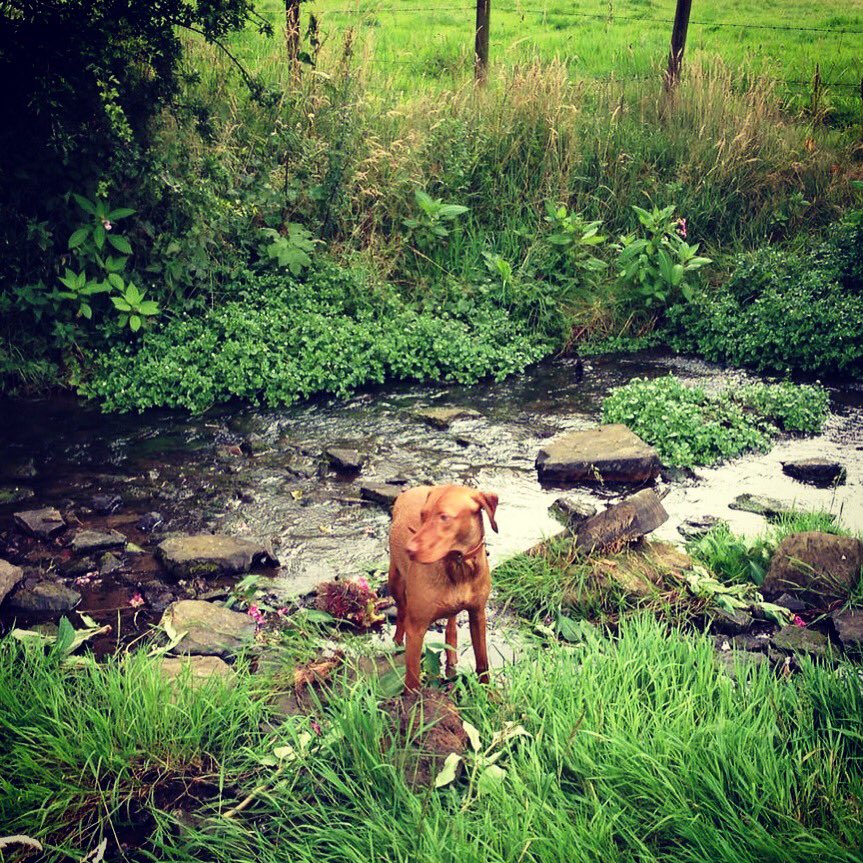 SammiSorz's tweet image. Dog &amp;amp; I have decided fish n chips with bits, tea are why Huddersfield will always be home #YorkshireDay #northener