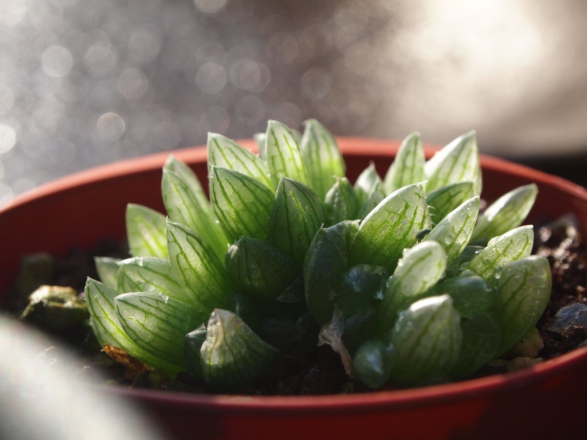 猫の事務所 札落ちのシンビフォルミス グラキリデリネアータ このまま群生で大きくしたいと思います 多肉植物 ハオルチア 猫の事務所 札落ちのシンビフォルミス グラキリデリネアータ このまま群生で大きくしたいと思います 多肉植物 ハオルチア