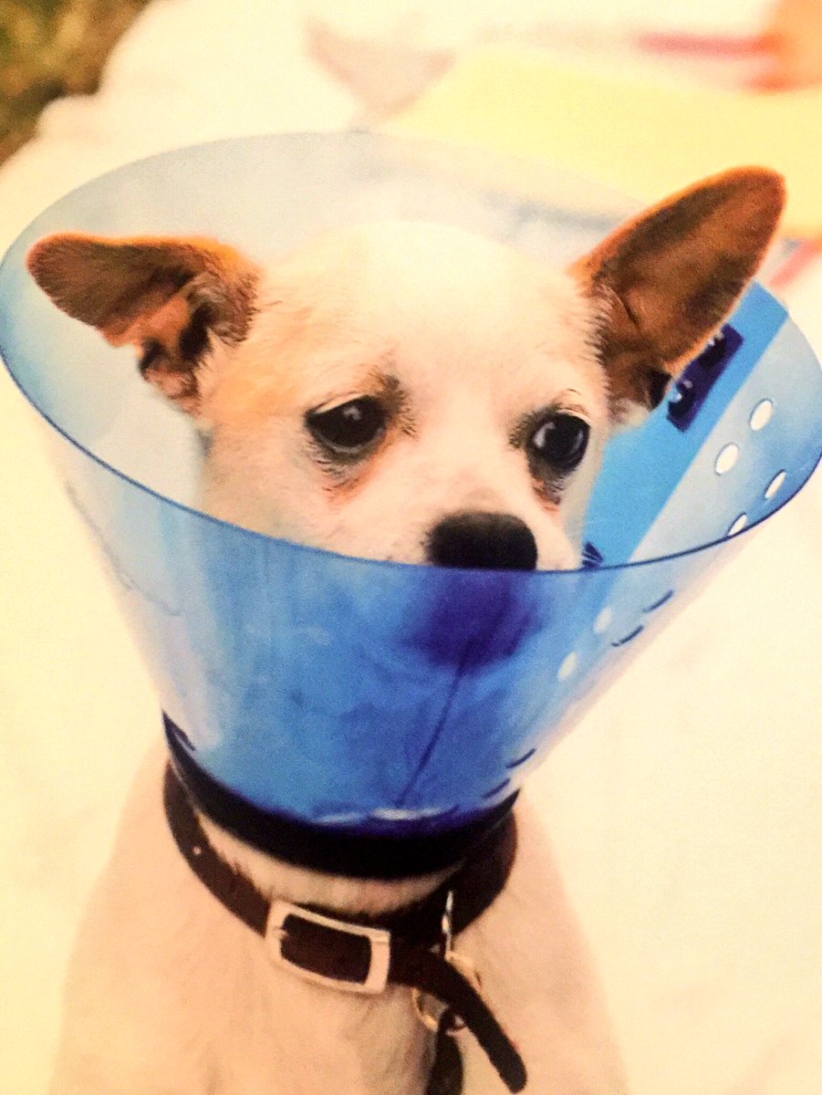 yinyang72's tweet photo. πΈ #MartiniMonday πΈ shoebox card made me giggle π€ Sad little #dog stuck in cone πΈ #DogGin #Dogka πΈ https://t.co/LGorke2gJZ