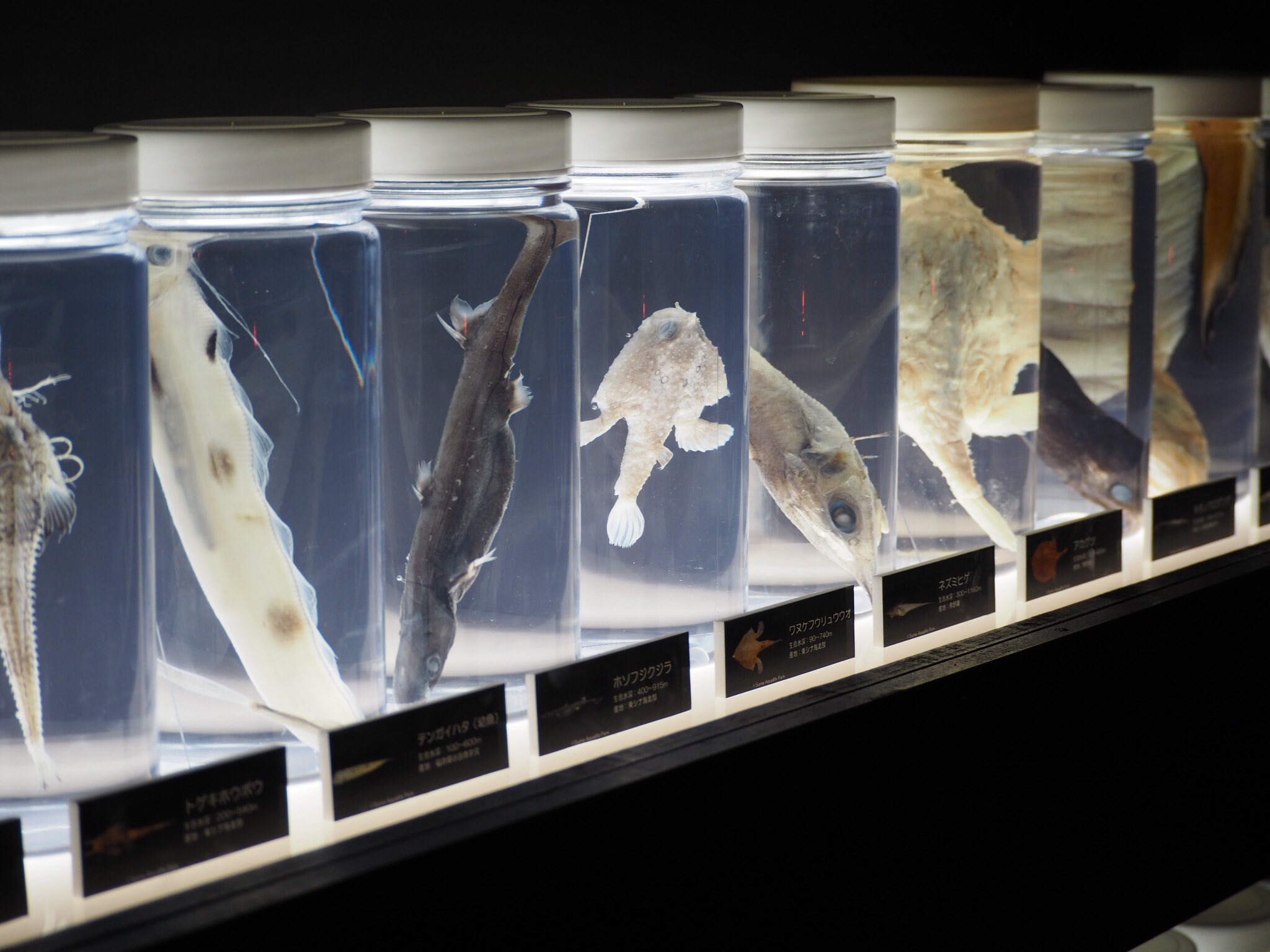魚 ホルマリン漬け allmeansall.org.au