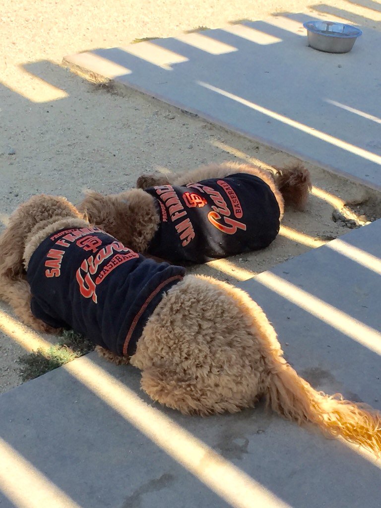 Chewy_Lulu's tweet photo. @doodle_buster Buster and Tuukka conferring on policy proposals. #dogsoftwitter #Buster2016 https://t.co/lQf58wNezO