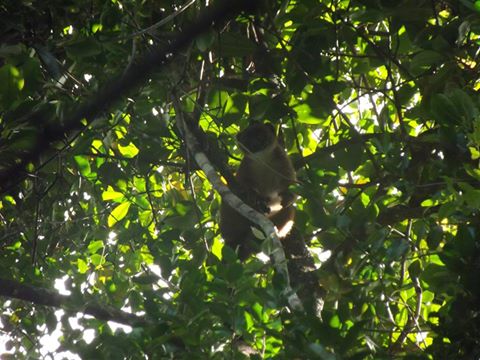 The @aspinallcharity #Madagascar team discovered a group of 4 #RedBelliedLemurs in a small forest at Ambodilongo.