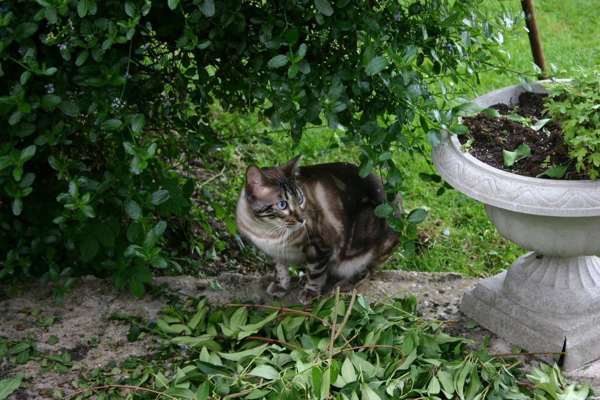 spangile's tweet photo. Just Checking out what's going on in the garden.   #bengal  #noseycat  #trimthebush https://t.co/jkP6Kj5guP