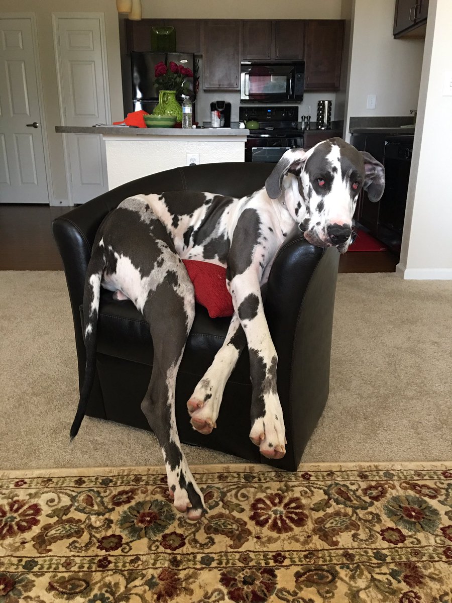 thejtimothy's tweet photo. Harvey stopped by to visit yesterday lol! https://t.co/e7gKiXKJGD