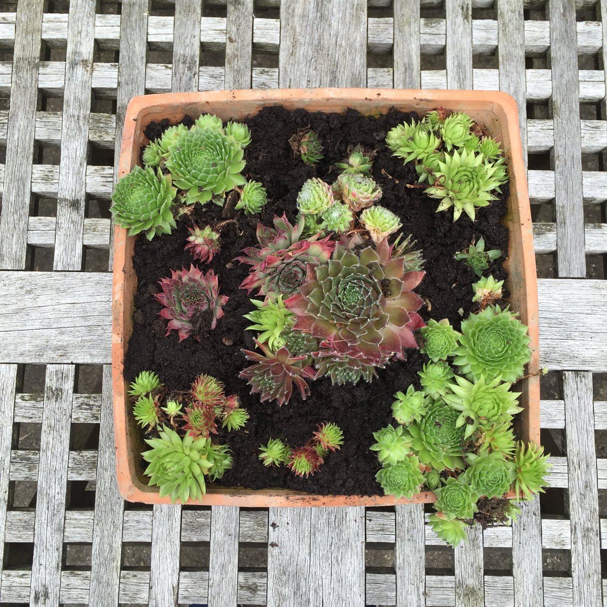 I've been busy tidying the patio. Planting is looking great! <a href="/TheGardenersRT/">TheGardenersRetweet</a>