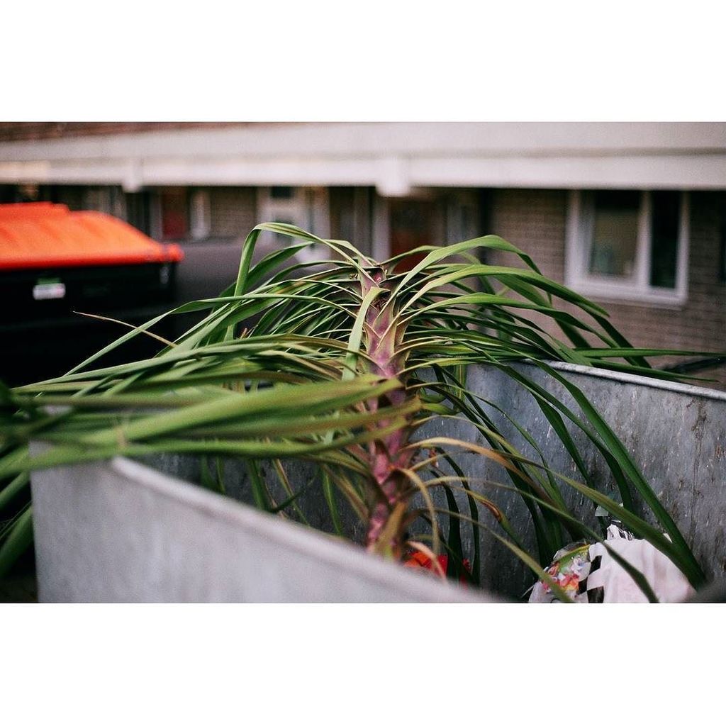 foamhandfam's tweet photo. #bin #palm #summer #35mm #analog #film https://t.co/DLxKzpjevR https://t.co/iZxwPUA2Iw