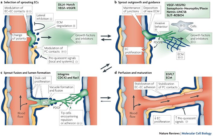 Labiotech_eu's tweet image. .@AstraZeneca plans Phase I trial with #mRNAtherapy for Cardiovascular Disease ow.ly/MIkN302Gu7i