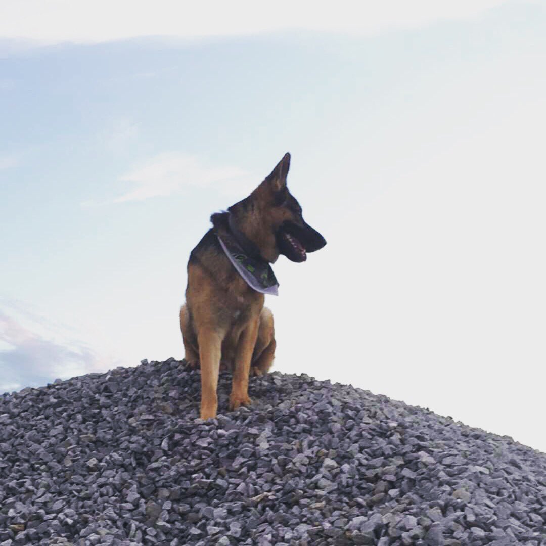 Samthegsd's tweet photo. King of the hill the German Shepherd version!! https://t.co/4WFhxbuNJs