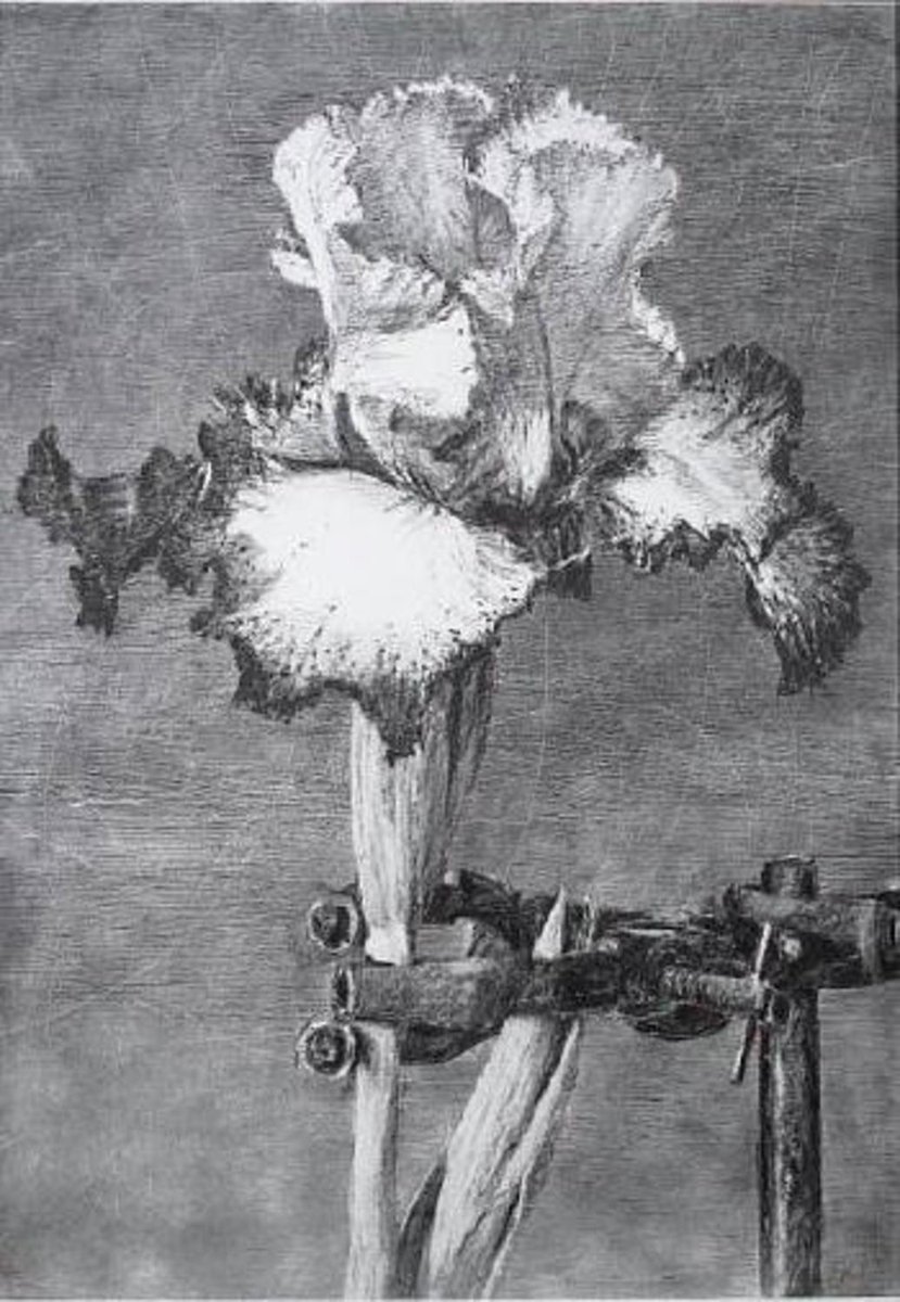 Iris II, 62×43in, Sold for $16,221 USD #williamkentridge auctionclub.com/public/histori…