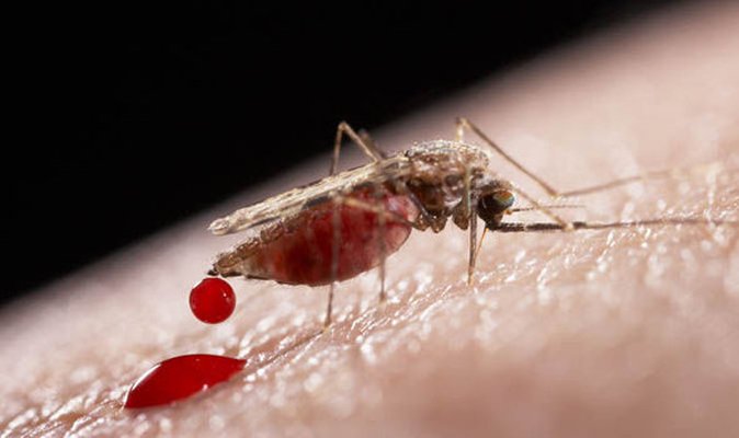 Daily_Express's tweet photo. Tourist travel warning as TEN new Zika cases identified at holiday hotspot https://t.co/nFkGXjqE7Z https://t.co/T9Krzw5nTz