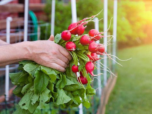 ModicaFlower's tweet image. #ortoestivo: divertente, colorato e per tutti i pollici..anche quelli meno verdi! :) ow.ly/DYoT302Odrs