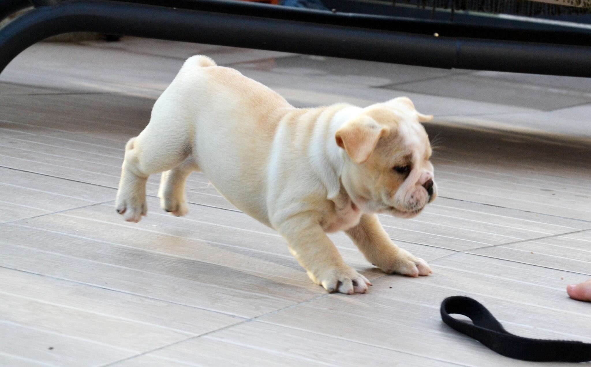 Shorty bull puppy sales