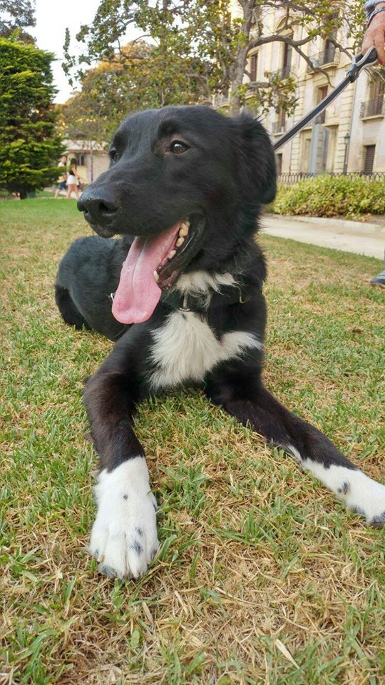 Blacky 🐶! Macho, cruce con #BorderCollie. Busca una familia, quieres acogerlo? Privado para más info. #adopta