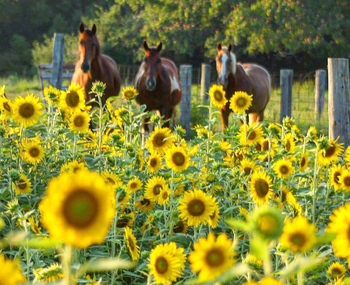 Kentucky Tourism on Twitter: "Sunflowers and horses in Science Hill. Photo by Carrie Mofield. #travelKY #kentucky https://t.co/yiBF13orUx" / Twitter