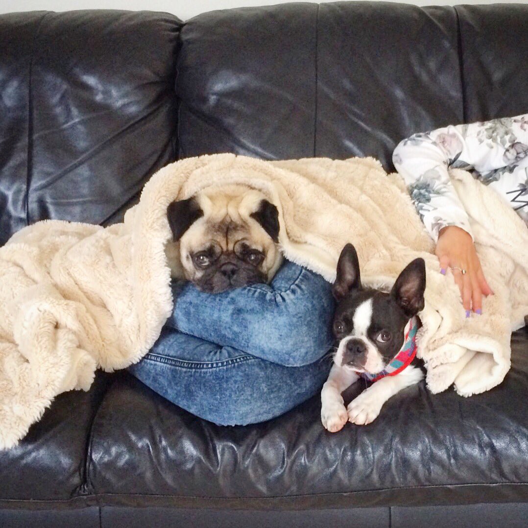 charhartillx's tweet photo. @BenefitUK #summersmiles my two doggies Presley &amp; margo makes me smile. They are adorable &amp; love a cuddle! 💜🐶 https://t.co/4ALksJMmPA