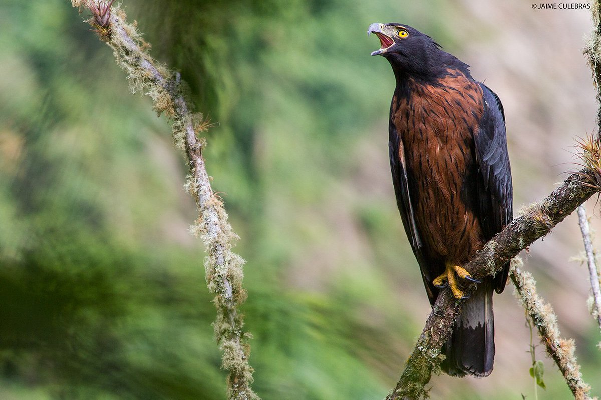 Jaime_Culebras's tweet image. Black and Chestnut #Eagle (#Spizaetus isidori). #Endangered #bird from andean cloudforest. #raptor #conservation