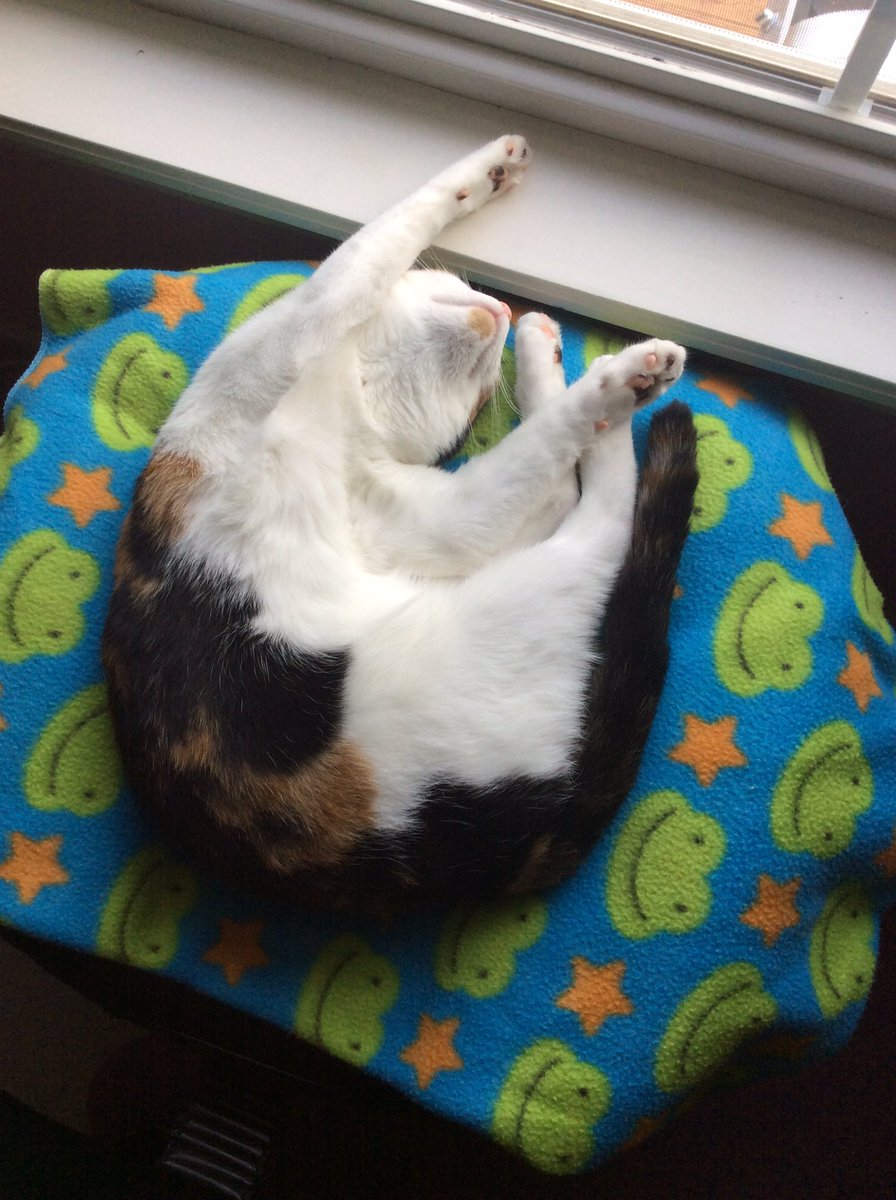 HarryStark2's tweet photo. @Cats_Every_Day @Cats  Mandy tired from watching the birds. https://t.co/6EOkvffepO