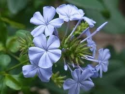 تويتر もも على تويتر おはようございます 8 2誕生花 ルリマツリ 花言葉 縁の下の力持ち 別名フルンバゴ イソマツ科の常緑低木 初夏から秋にかけて青いお花は目にも爽やか 夏の陽射しにも強くとても丈夫 アフリカでは頭痛や傷の薬としても利用