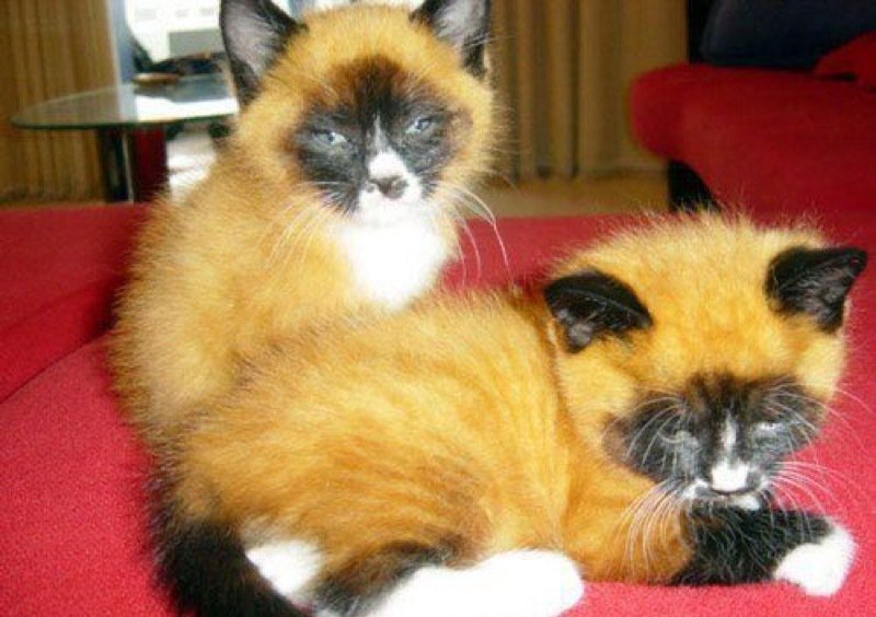 Cats and Kittens tweet media