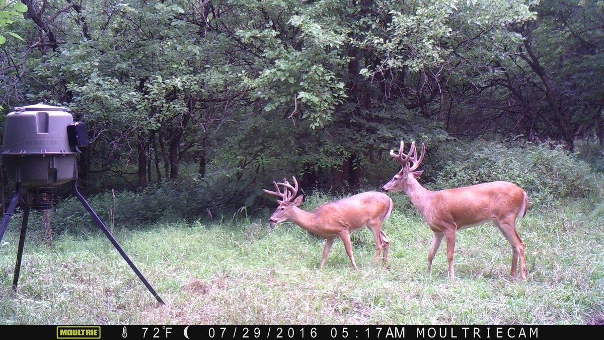 twowayfillet1's tweet photo. Worked on deer hunting. These two showed up 12 hrs after i put new batteries in camera https://t.co/2BXMS3W7jE