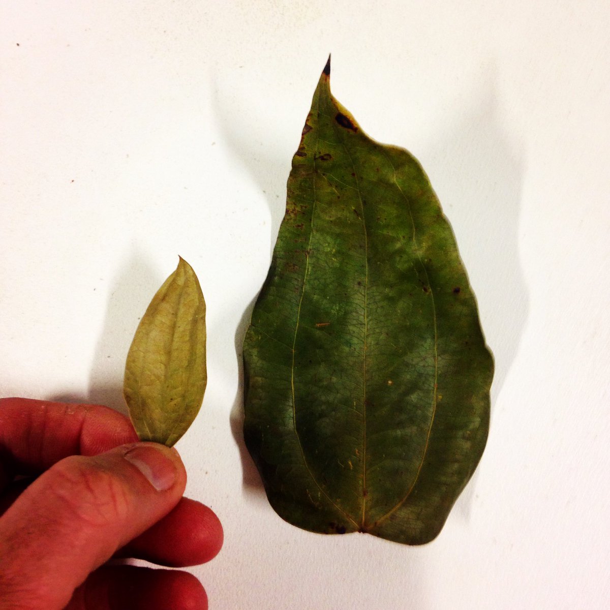 Botanybaytea's tweet photo. On the left: what the textbooks say is a large #Australiansweettea leaf. On the right: a brush with reality! https://t.co/uANziRuaE2