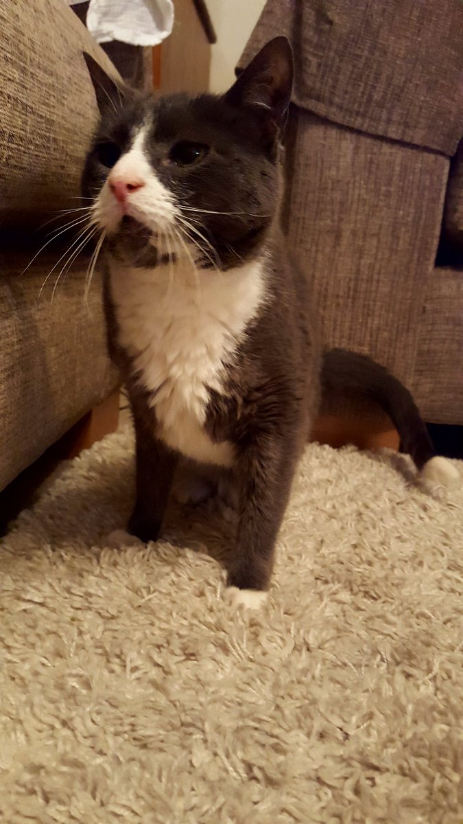 WallisK's tweet photo. I is handsome https://t.co/Xuyph33lav