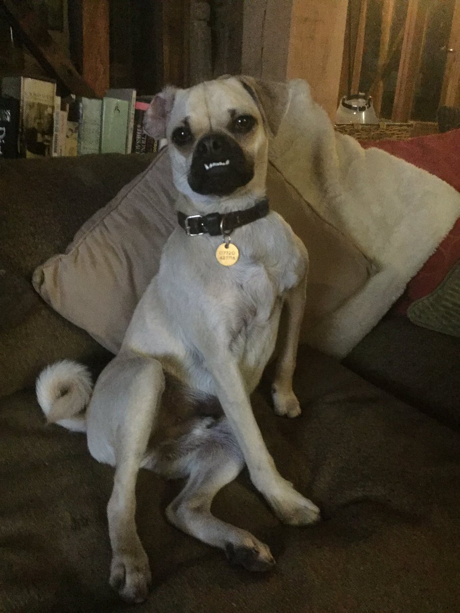 Give us a smile Ted! #dogs #dogsoftwitter #jug #modelpotential