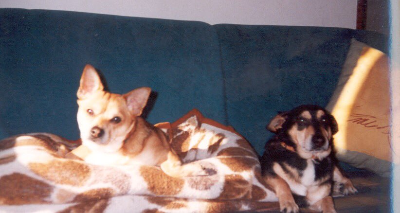 YusteGomez's tweet photo. nos ha dejado un pequeñajo , te vamos a echar de menos Chusquito , fuiste un perro feliz hasta el final. 🐶😪❤️ https://t.co/qb9AqJAh1e