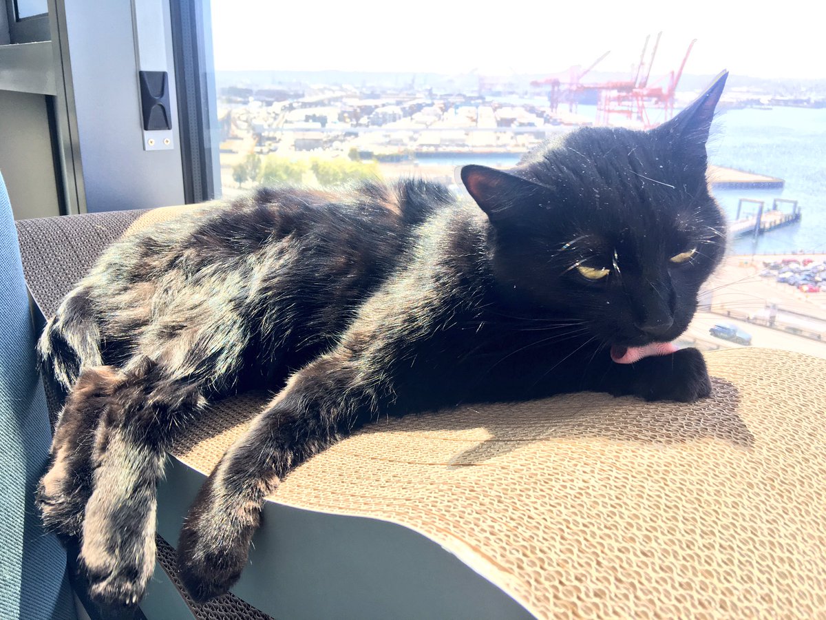 fancyfeastLover's tweet photo. Who got me this cat futon? Send mfc Mail to human please. She needs to thank you😼 https://t.co/bMoVrJSS1l