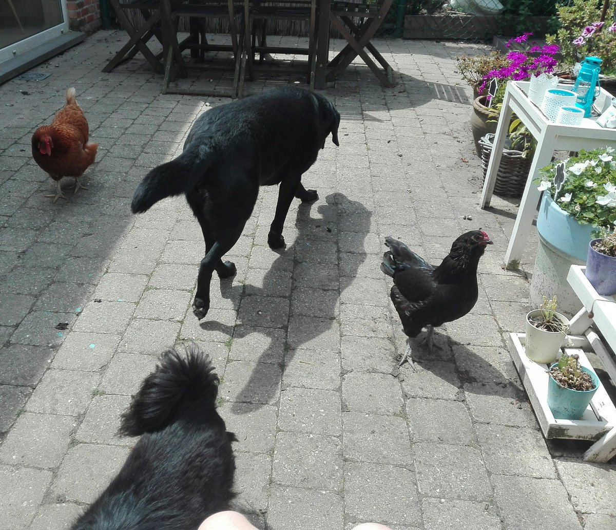 cuddlybands_'s tweet photo. My dogs and my chickens are homies https://t.co/WEnK2G2n3W