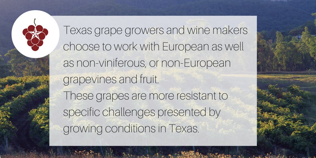 Texas_Wine's tweet photo. You will learn SO much at #grapecamp! Have you registered yet? https://t.co/cN6zCSSjbD #youshould #grapeexperts https://t.co/x8OwuFZaU8
